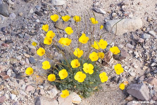 Imagem de Eschscholzia glyptosperma Greene