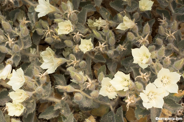 Image of desert stingbush