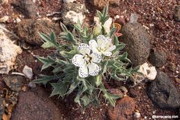 Image of Great Basin langloisia