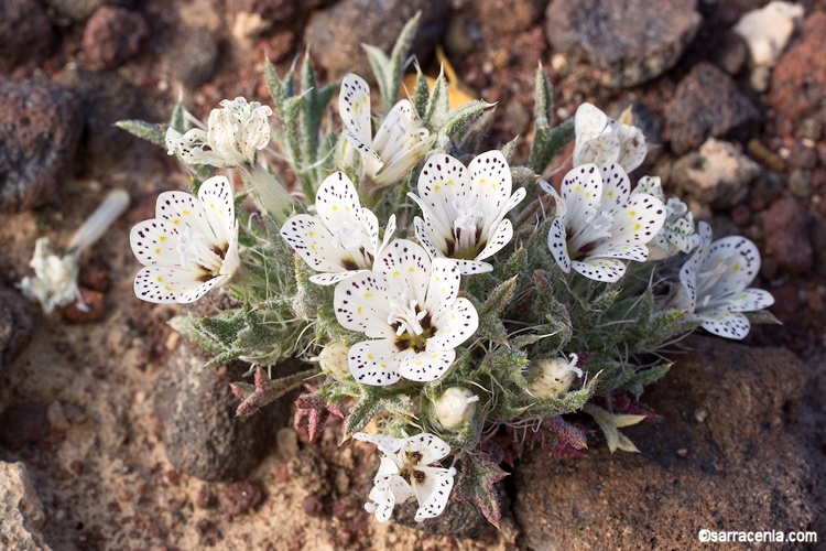 Image of Great Basin langloisia