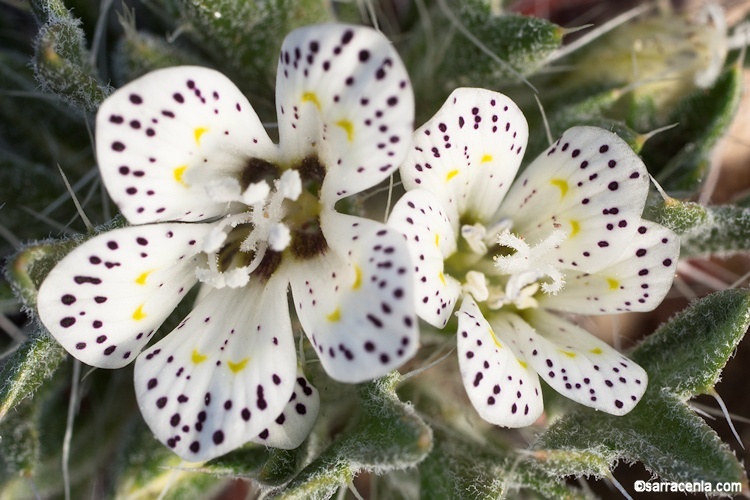 Image of Great Basin langloisia