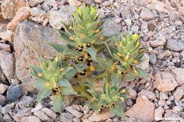 Image of <i>Mohavea breviflora</i>