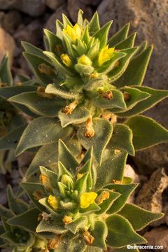 Image of <i>Mohavea breviflora</i>