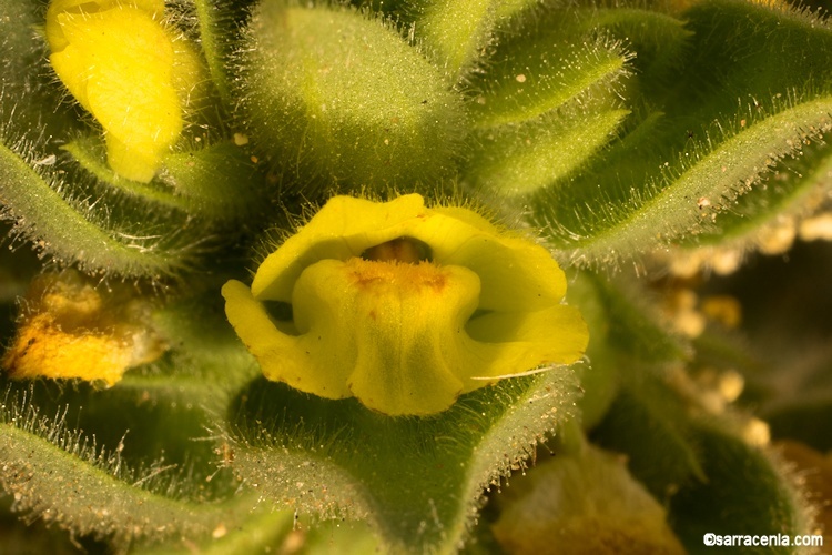 Image of <i>Mohavea breviflora</i>
