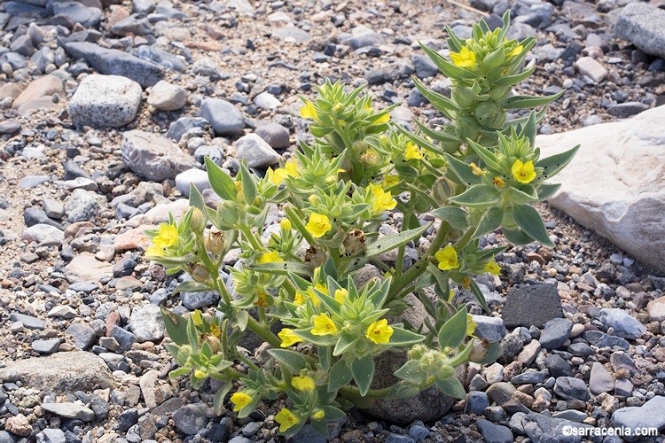 Image of <i>Mohavea breviflora</i>