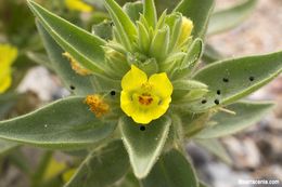 Image of <i>Mohavea breviflora</i>