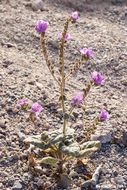 Image of calthaleaf phacelia