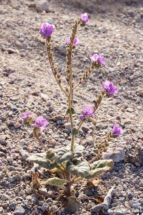 Image of calthaleaf phacelia