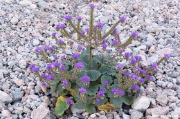 Image of calthaleaf phacelia