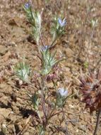 Image of <i>Eriastrum tracyi</i>