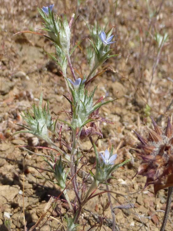 Imagem de <i>Eriastrum tracyi</i>