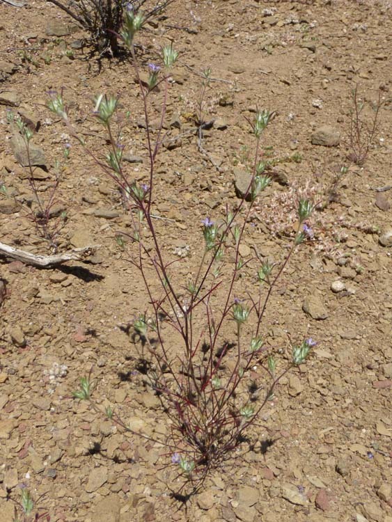 Image of <i>Eriastrum tracyi</i>