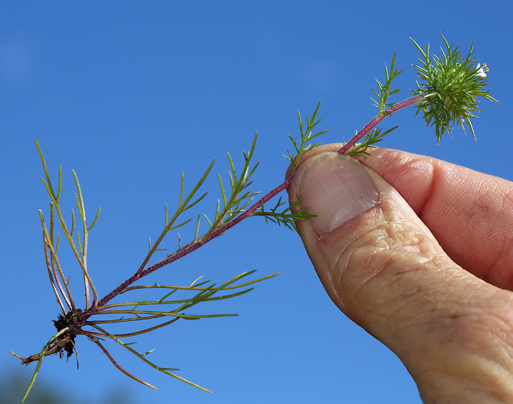 Image de Navarretia intertexta (Benth.) Hook.