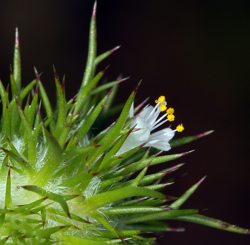 Image de Navarretia intertexta (Benth.) Hook.