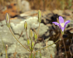 Image of crown brodiaea