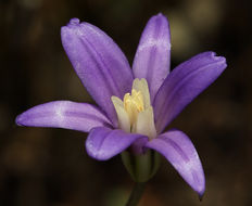 Image of crown brodiaea