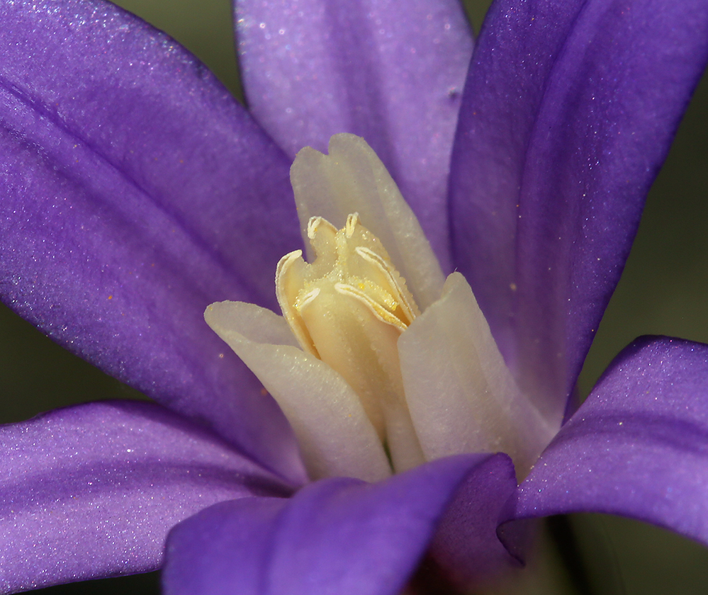 Image of crown brodiaea