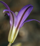 Image of crown brodiaea