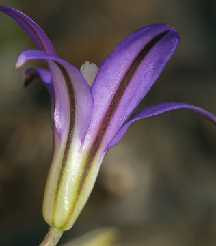 Image of crown brodiaea