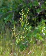 Image of Pointed Rush