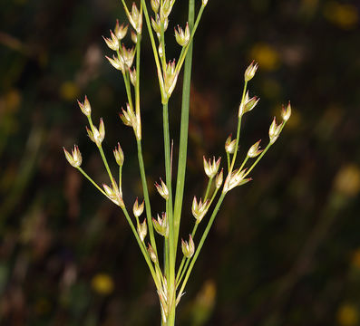 Imagem de Juncus oxymeris Engelm.