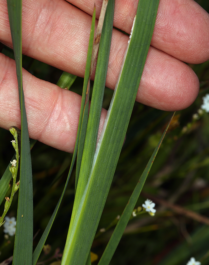 Image of Pointed Rush