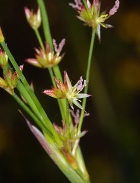 Imagem de Juncus oxymeris Engelm.