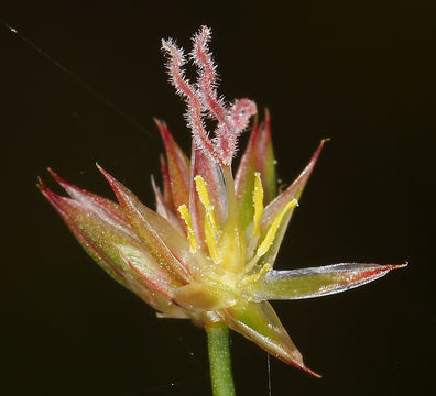 Imagem de Juncus oxymeris Engelm.