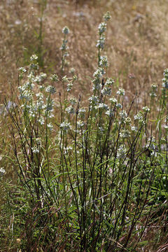 Image de Frasera albicaulis var. nitida (Benth.) C. L. Hitchc.