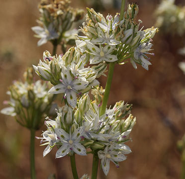 Image of whitestem frasera