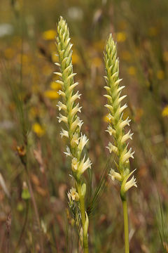 Image of Western Ladies'-Tresses