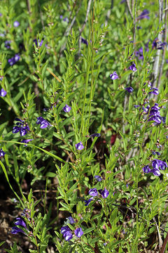 Image of Gray-Leaf Skullcap