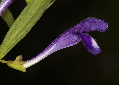 Image of Gray-Leaf Skullcap