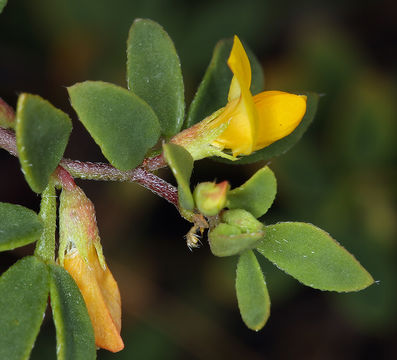 Image de Acmispon wrangelianus (Fisch. & C. A. Mey.) D. D. Sokoloff