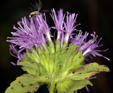 Image de Monardella purpurea Howell