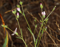 Image of Marin dwarf-flax