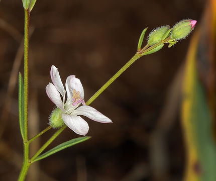 Image of Marin dwarf-flax