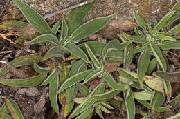 Image de Phacelia californica Cham.