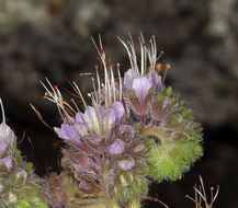 Image of California phacelia