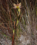 Image of Tiburon mariposa lily