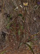 Image of Tiburon mariposa lily