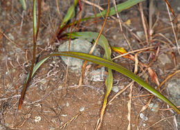 Image of Tiburon mariposa lily