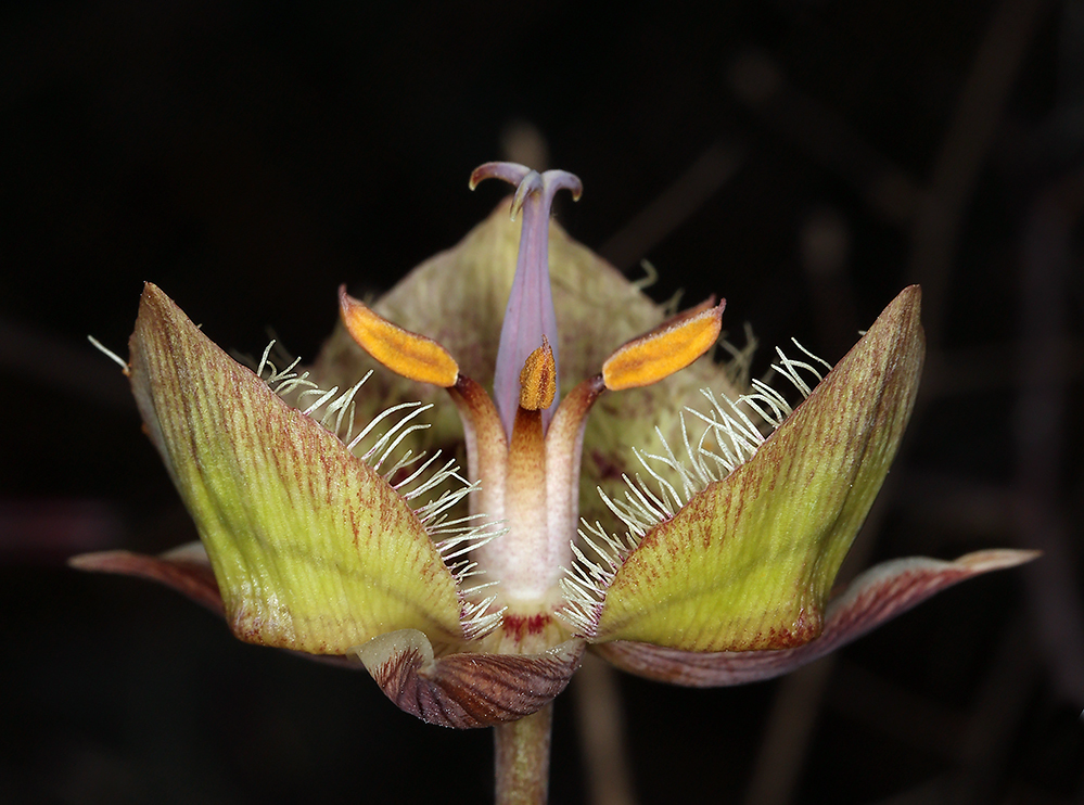 Image of Tiburon mariposa lily