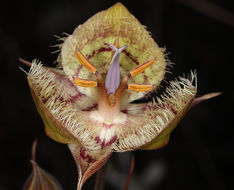 Image of Tiburon mariposa lily