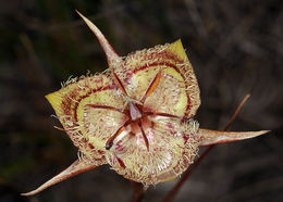 Image of Tiburon mariposa lily