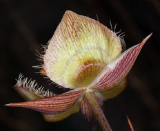 Image of Tiburon mariposa lily