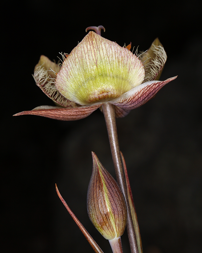 Image of Tiburon mariposa lily