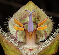 Image of Tiburon mariposa lily