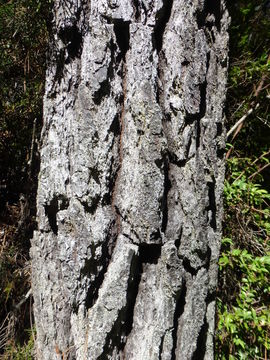 Image of Bishop pine