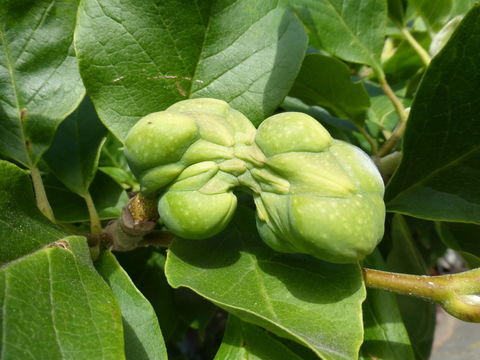 Image of <i>Magnolia</i> × <i>soulangeana</i>